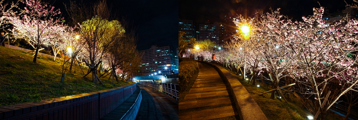 illuminated cherry blossom trees at Lehuo Park